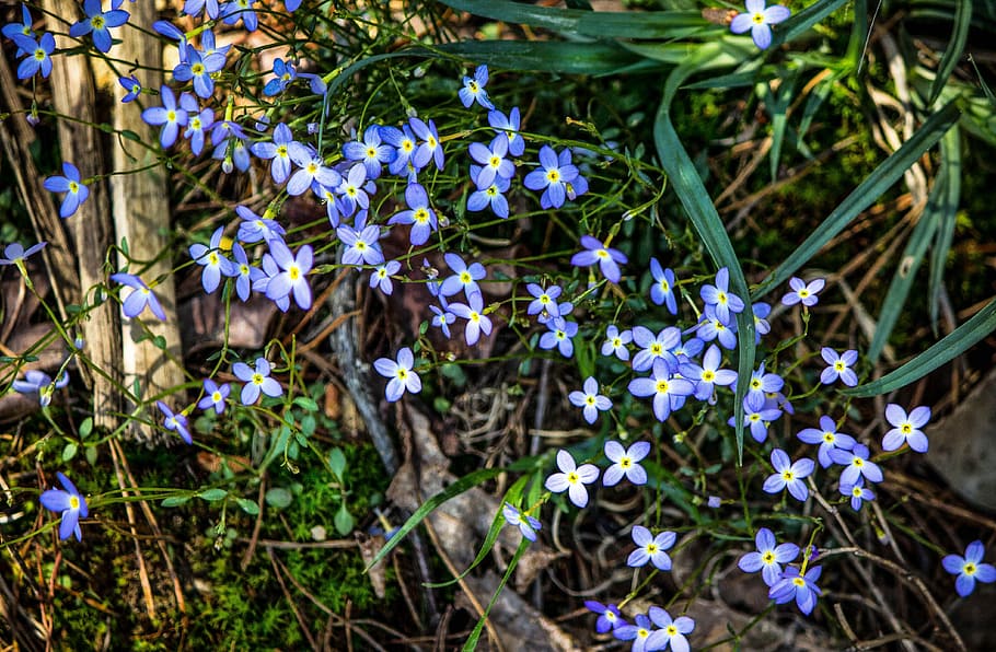 bluets, azure bluets, quaker ladies, wildflowers, small blue flowers, HD wallpaper