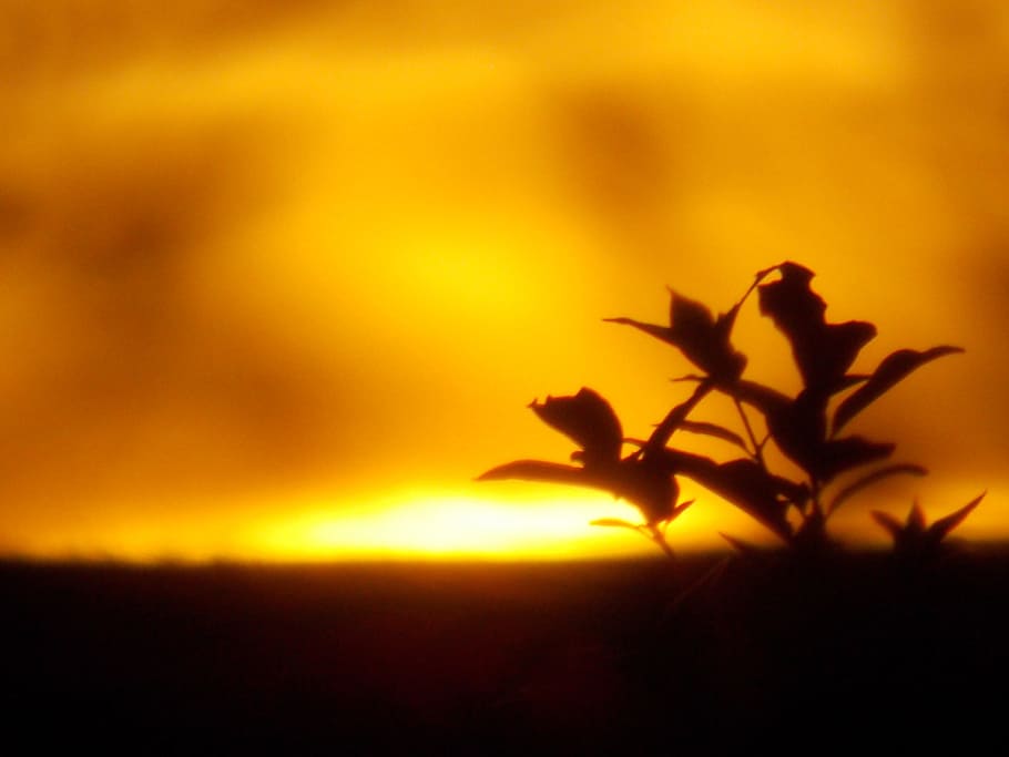 summer, sunset, nature, silhouette, orange color, yellow, beauty in nature HD wallpaper