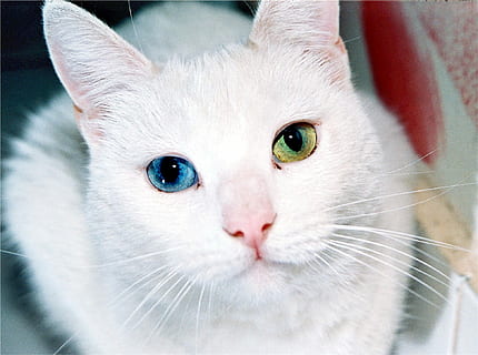 shallow focus photography of white cat, eyes, odd, different HD wallpaper