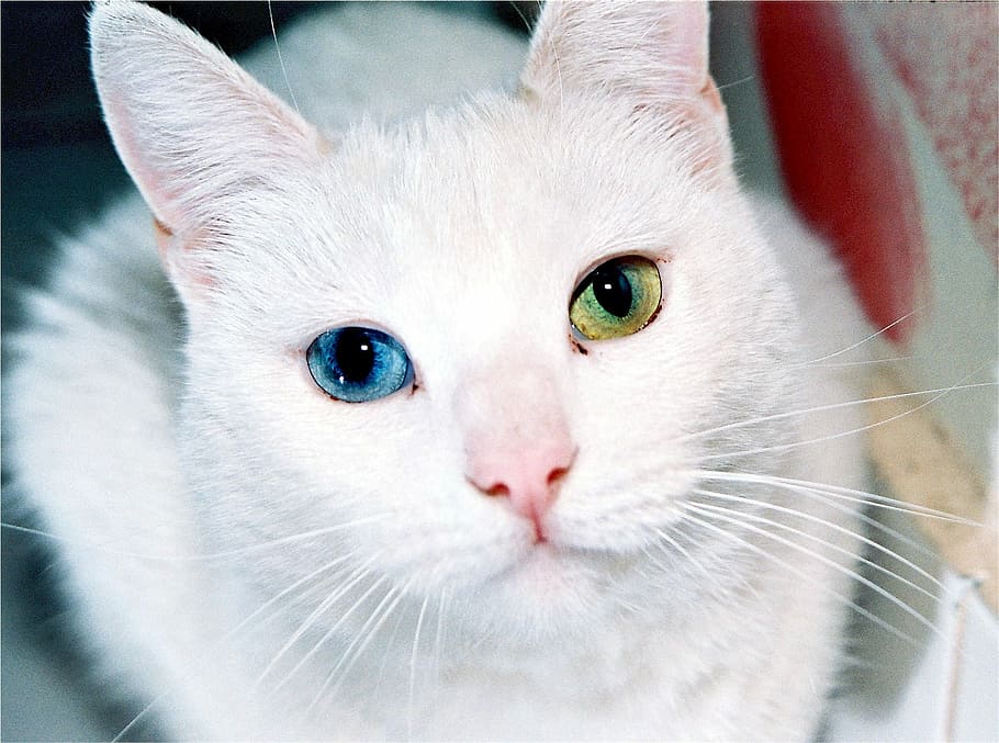 shallow focus photography of white cat, eyes, odd, different HD wallpaper