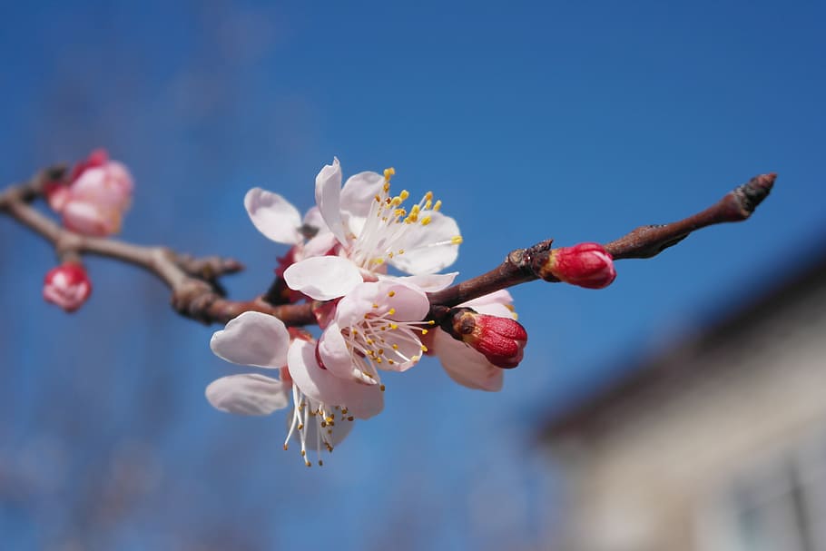 spring, flowers, branch, nature, tree, springtime, flower Head HD wallpaper