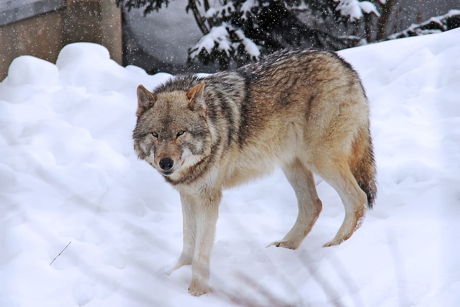 wolf standing on the ice field, arctic wolf, fear, grey, winter