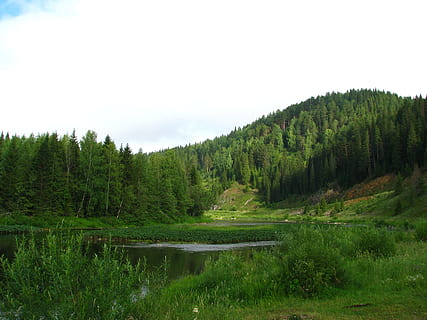 forest, mountain, nature, summer, landscape, green, beauty HD wallpaper