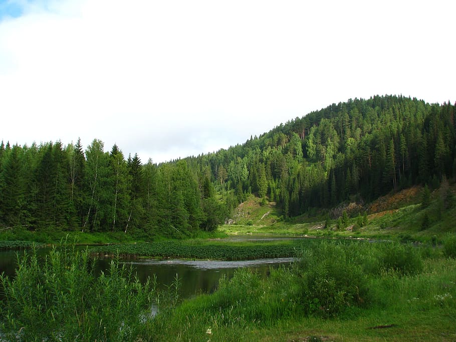 forest, mountain, nature, summer, landscape, green, beauty HD wallpaper