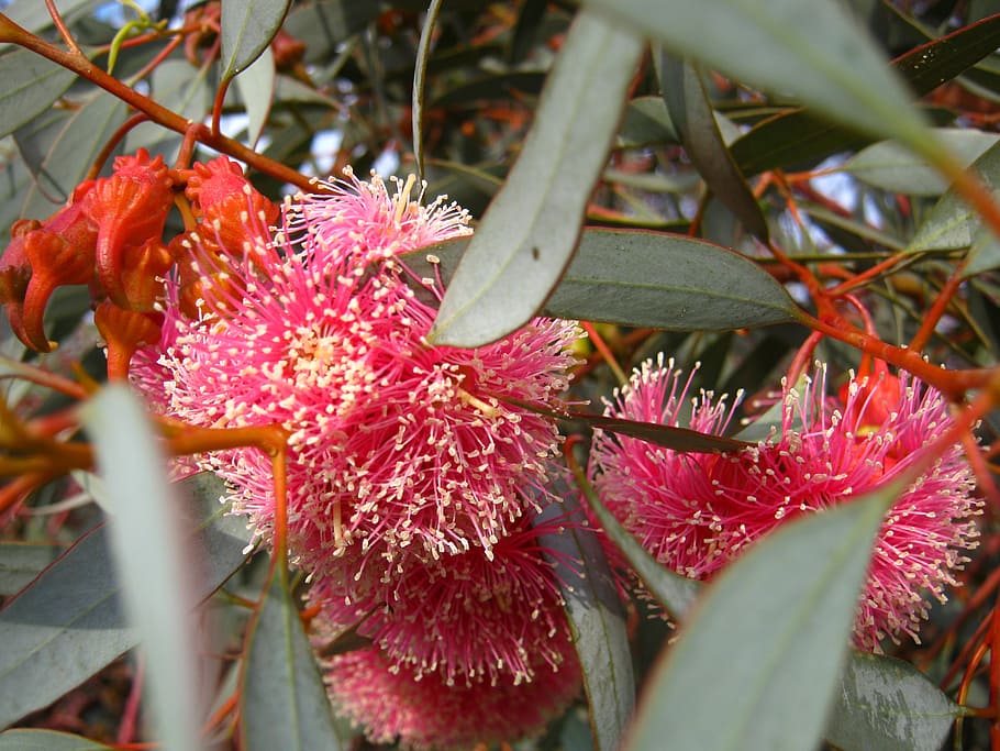 blossom, bloom, eucalyptus, pink, plant, growth, beauty in nature HD wallpaper