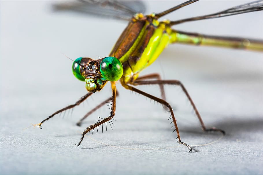 dragonfly, insect, close, eye, green, animal themes, invertebrate HD wallpaper