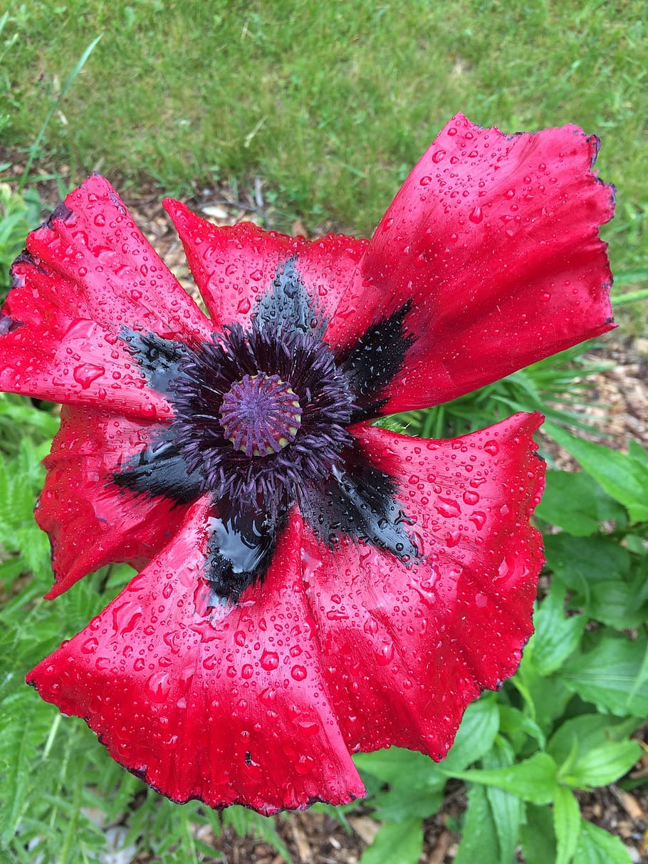 poppy, summer, spring, flower, petal, bloom, blossom, plant HD wallpaper