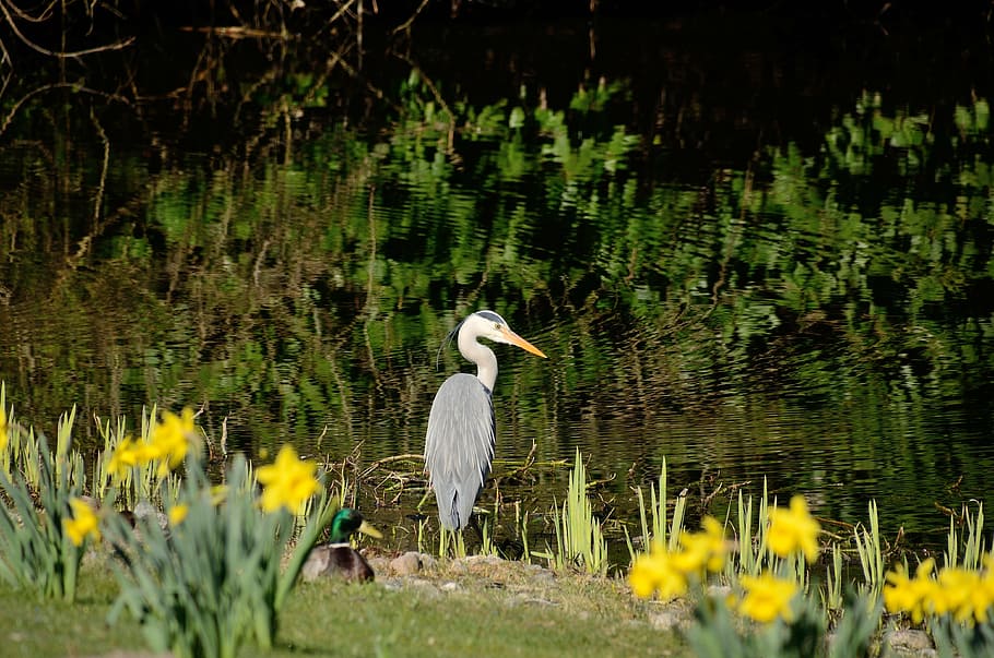 grey heron, eastern, water, animal themes, animals in the wild HD wallpaper