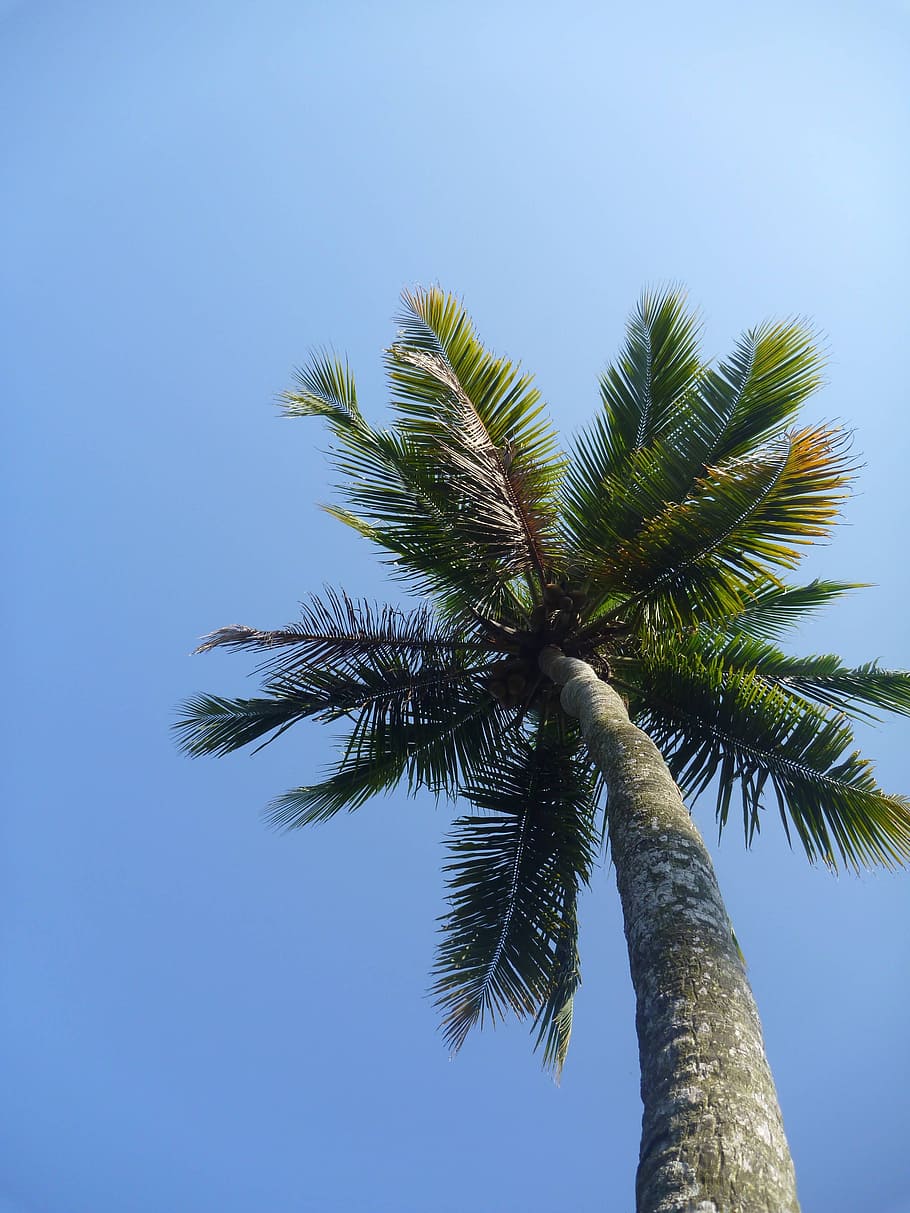 worm's eye view photo of pal tree during daytime, palm tree HD wallpaper