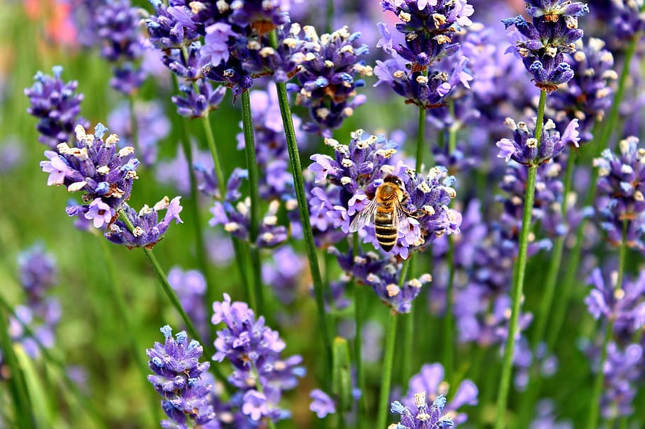 lavender, bee, hummel, purple, insect, violet, lavender blossom HD wallpaper