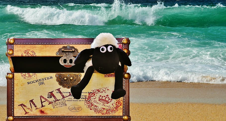 sea, beach, wave, box, luggage, sheep, funny, cute, send, travel HD wallpaper