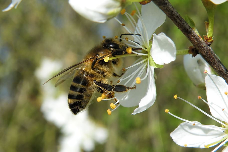 yellow and black bee on white flower, blossom, insect, spring HD wallpaper