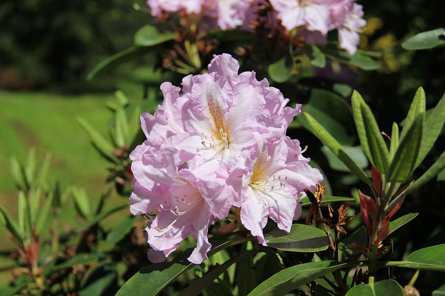 rhododendron, flower, spring, plant, flowering plant, beauty in nature HD wallpaper
