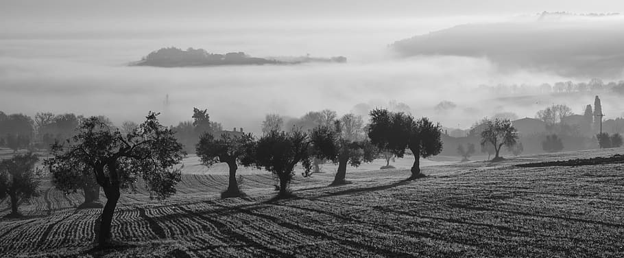 trees on field, olive harvest, fog, olive trees, castelfidardo HD wallpaper