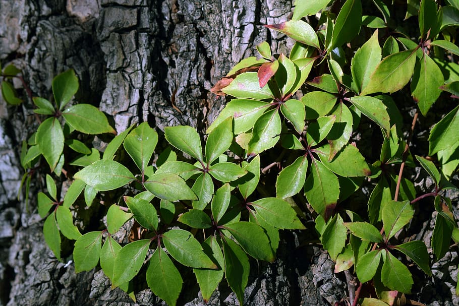 Flower, Nature, Spring, tree, leaf, plant, green Color, outdoors HD wallpaper