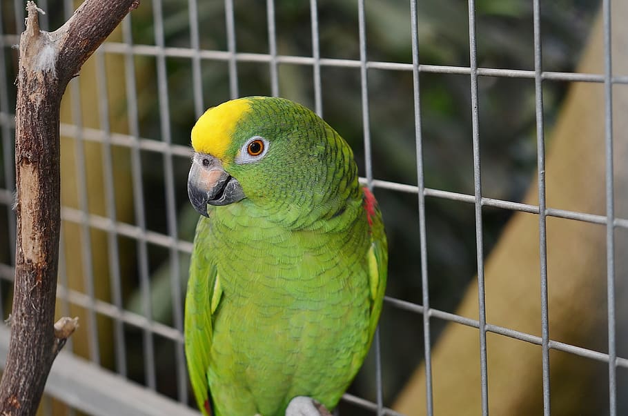 Parrot, Macaw, Bird, Fence, Chain, green, fencing, encaged HD wallpaper