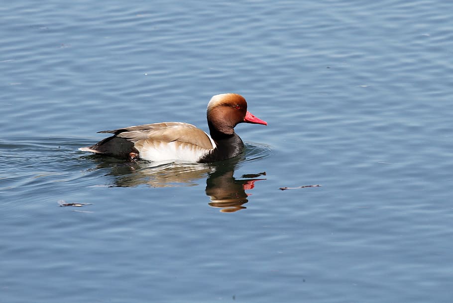 mallard, duck, water bird, duck bird, nature, creature, bill HD wallpaper