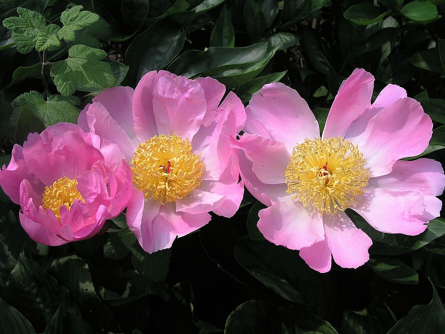 flower, bloom, pink, flowering plant, petal, fragility, freshness HD wallpaper