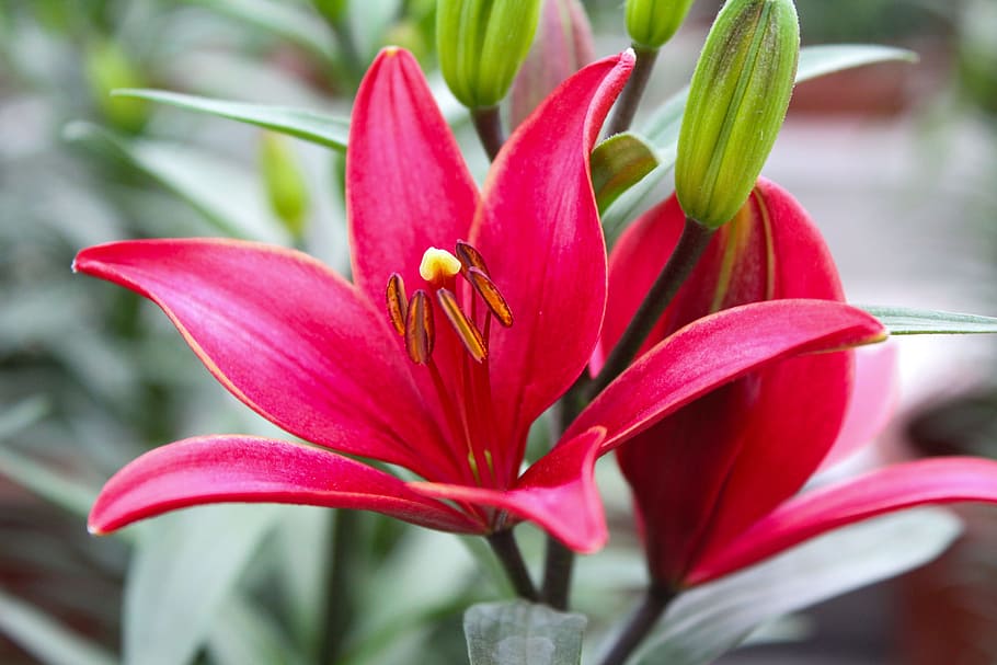 Plant, Flower, Lily, petal, nature, beauty in nature, freshness HD wallpaper