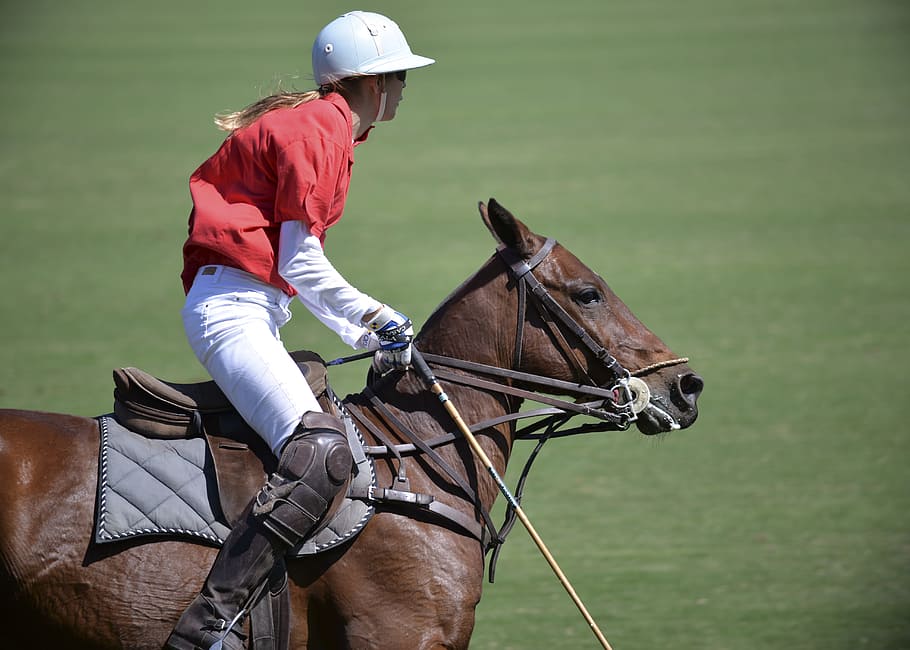 horse, polo, sport, player, horses, luxury, polo sport, competition, HD wallpaper