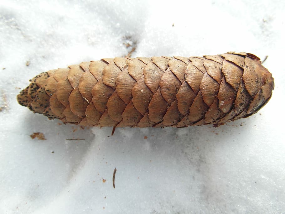 Pine Cones, Christmas, large, decoration, nature, close-up HD wallpaper