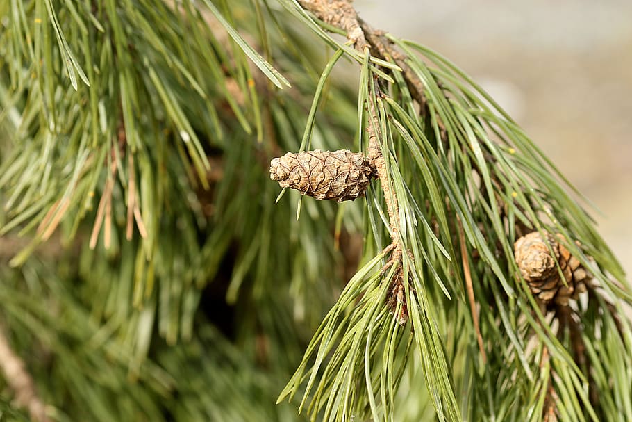 tree, needle, pine, cone, branch, nature, outdoors, plant, pine cone HD wallpaper