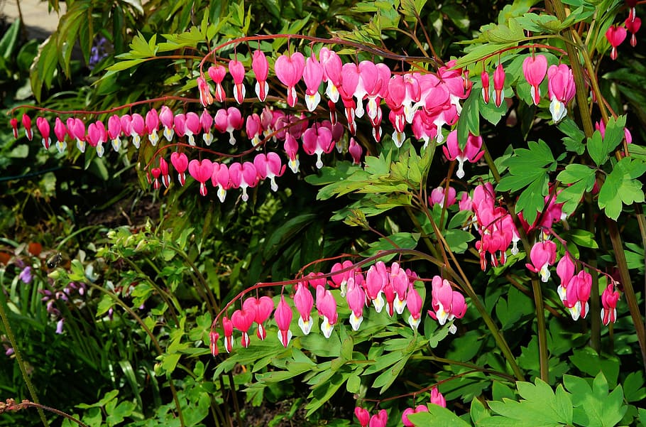 bleeding heart, flowers, pink, ornamental plant, bloom, natural pink, HD wallpaper