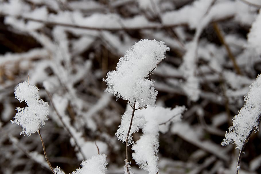 branches, snow, snowy, winter, cold, cold temperature, frozen HD wallpaper