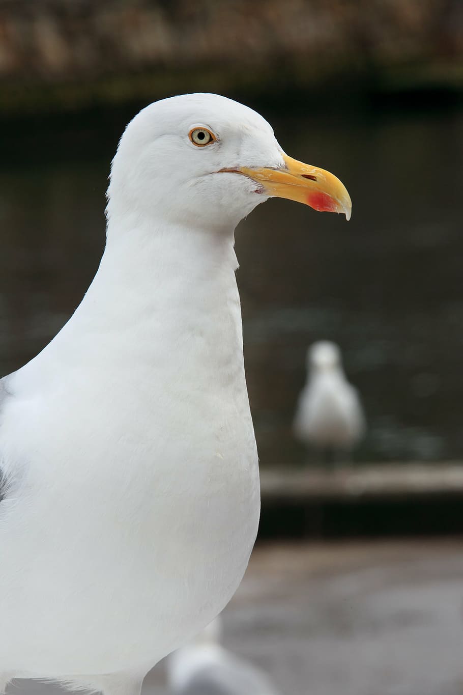animal, beak, bird, feather, feathers, gull, look, looking HD wallpaper