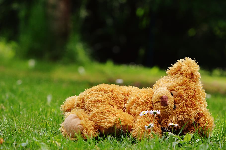 brown bear plush toy lying on green grass at daytime, teddy bear HD wallpaper