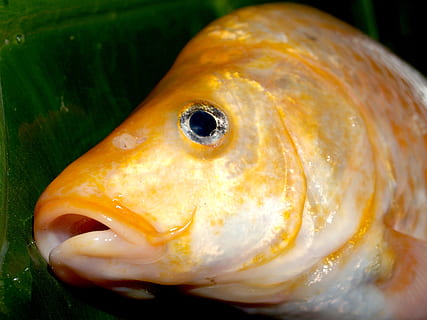 fish, carp, meal, river, pike, masking, carpio, cypriniformes HD wallpaper