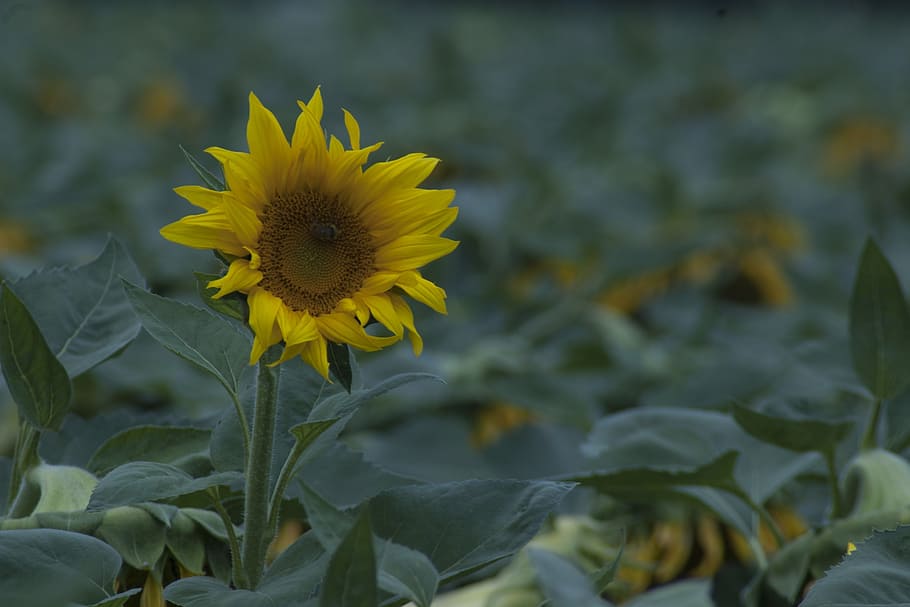 sunflower, bee, yanqing, flowering plant, yellow, fragility HD wallpaper