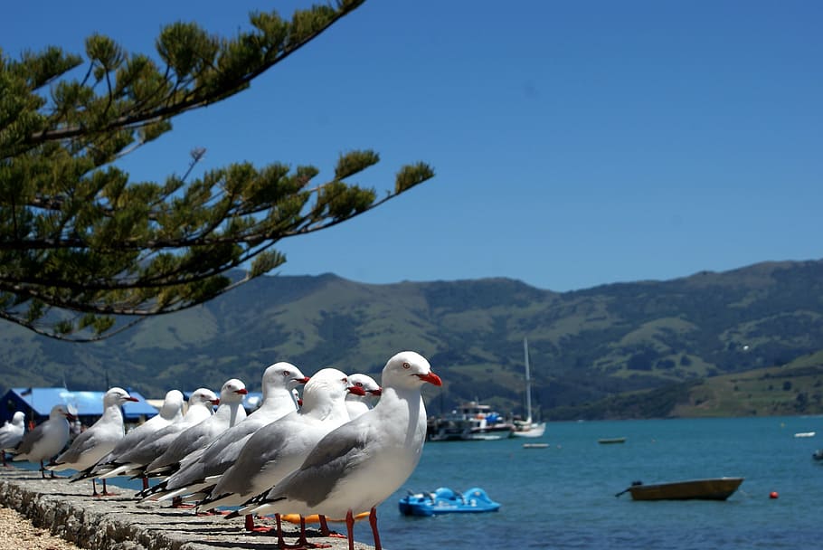 gulls, sea, blue, water, mountain, vertebrate, animal themes HD wallpaper