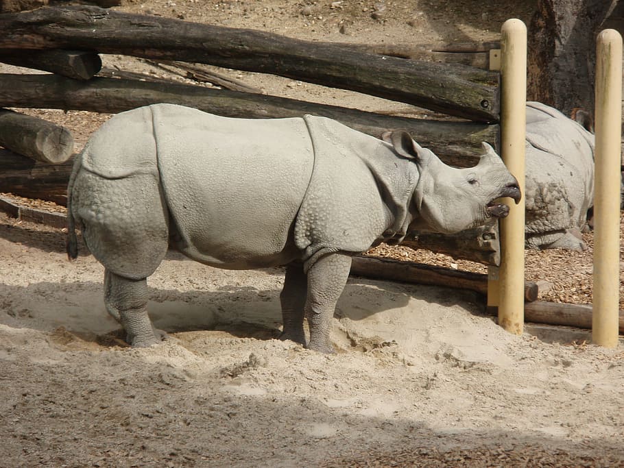 Black Rhino, Zoo, Animal, Mammal, africa, pachyderm, outdoor enclosures, HD wallpaper