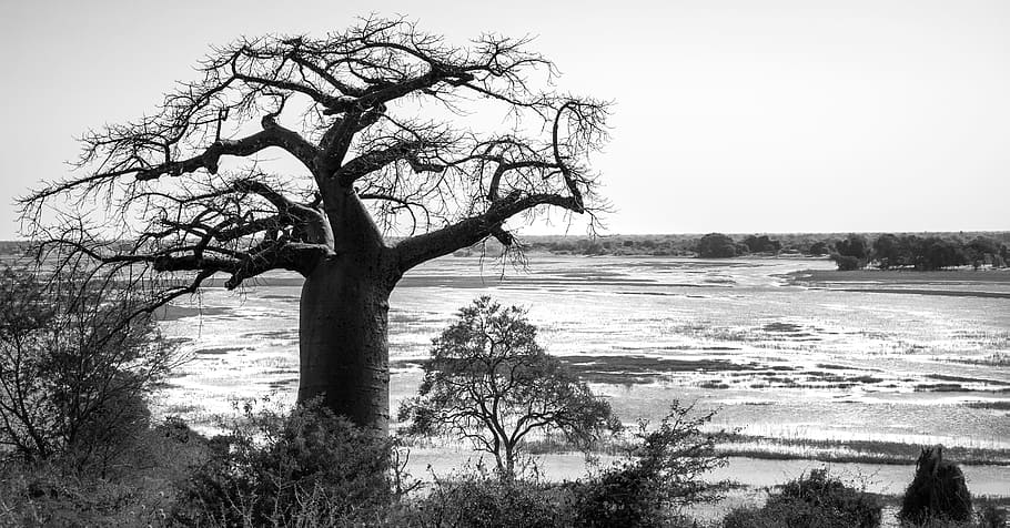 baobab tree, silhouetted, chobe river, ngoma bridge, border post HD wallpaper