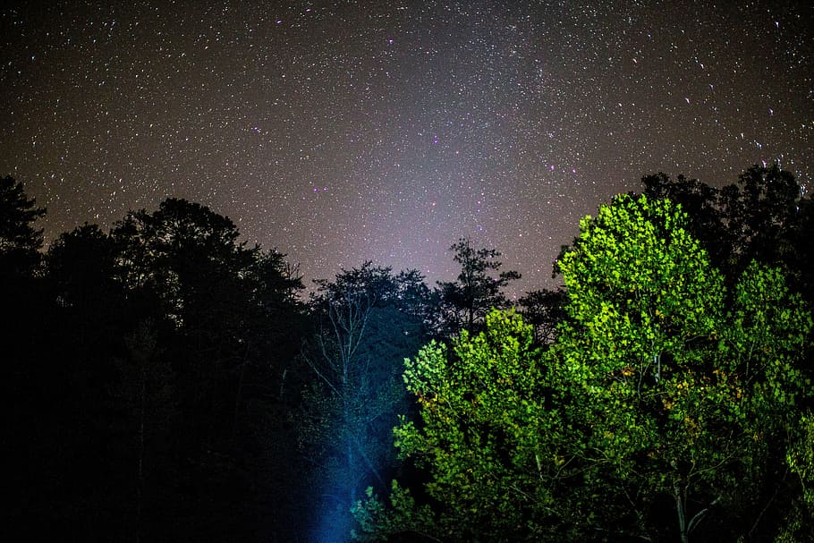 green leafed trees under dark sky, photography, midnight, nature HD wallpaper