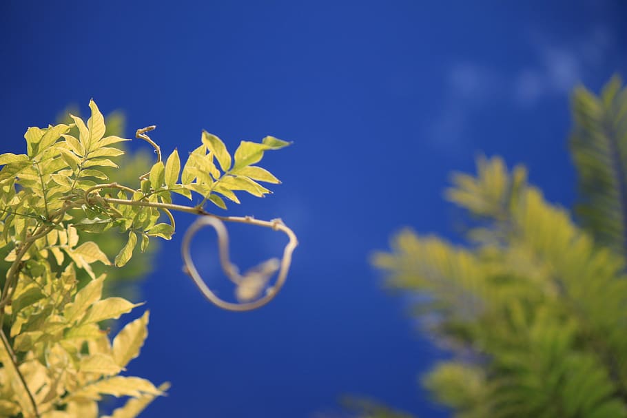 outbreak, sky, plant, green, vine, leaf, climber, nature, blue HD wallpaper