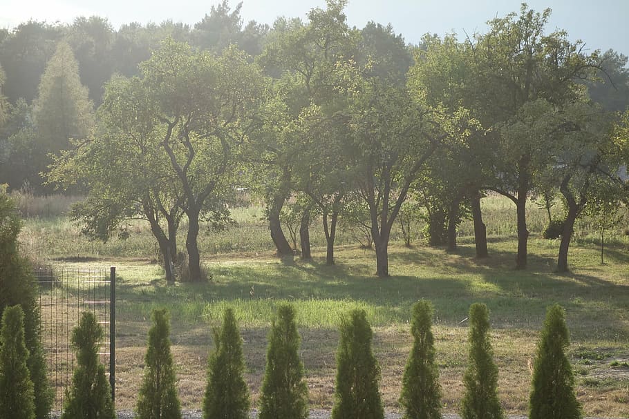 garden, tree, leaf, nature, landscape, green, plant, view, park HD wallpaper