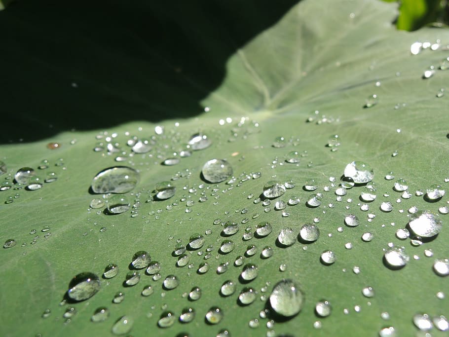 trickle, taro, world, nature, drop, leaf, wet, freshness, water HD wallpaper