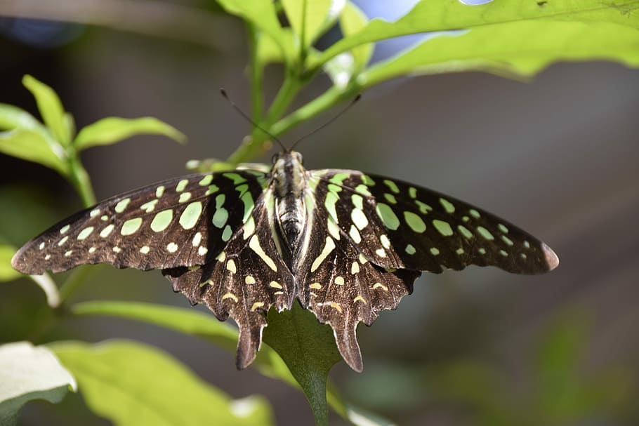 Bangalore, Monsoon, summer, one animal, animal themes, insect HD wallpaper