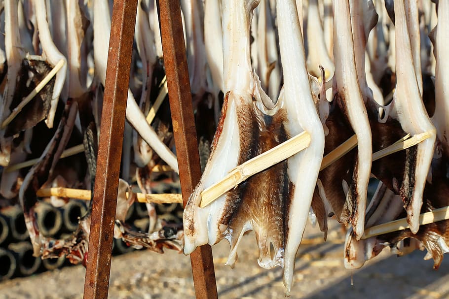 fish, dried fish, food, cod, portugal, summer, no people, close-up HD wallpaper