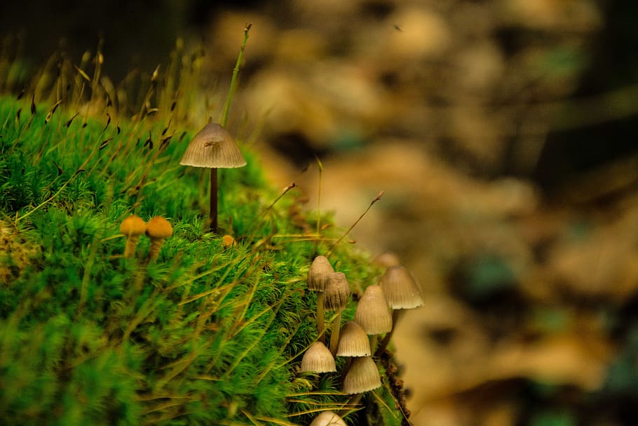 forest, fungus, fall, plant, mushroom, vegetable, nature, growth HD wallpaper