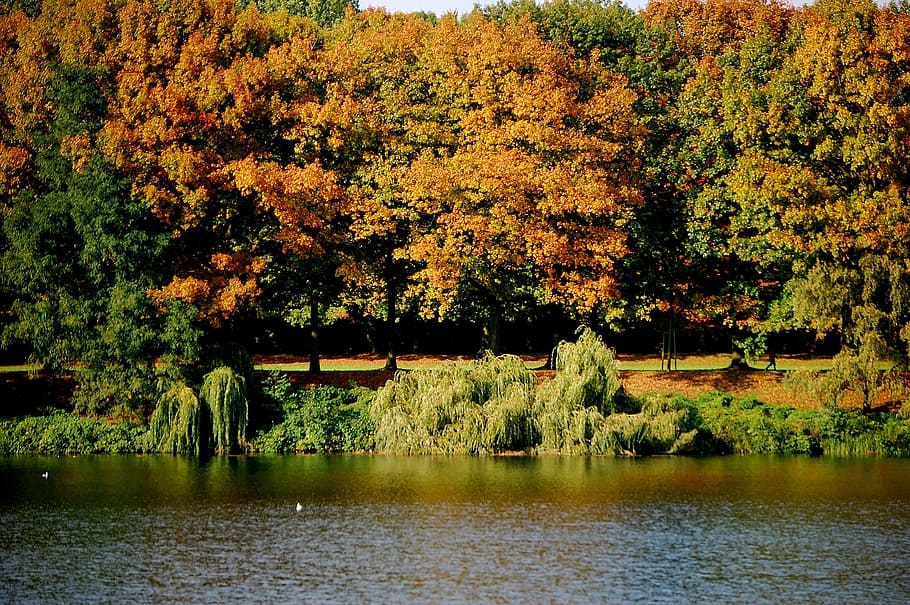 lake, water, trees, forest, autumn forest, colorful, leaves HD wallpaper