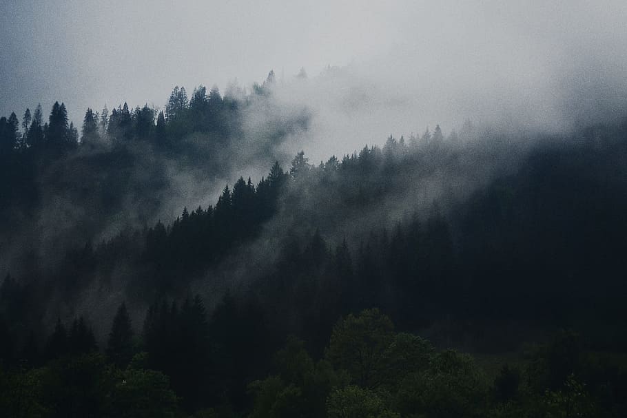 photo of green forest under dark sky, grayscale photo of forest under fog, HD wallpaper