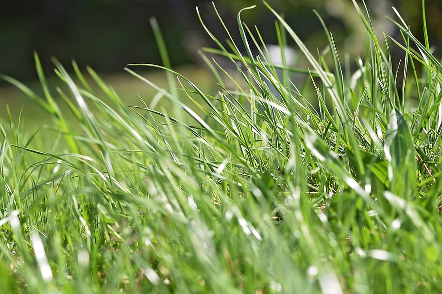grass, meadow, green, spring, close, macro, green color, growth HD wallpaper