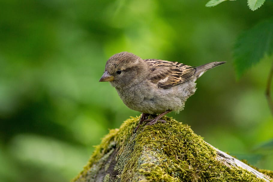 brown sparrow on driftwood, animal, bird, close-up, macro, moss HD wallpaper