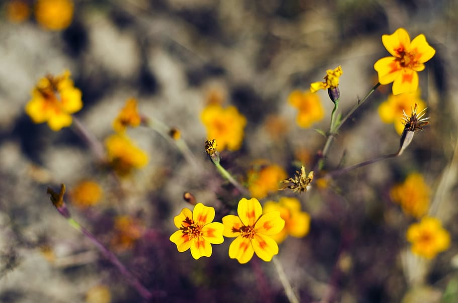 Flower, Yellow, Selective Focus, Nature, floral, plant, blossom HD wallpaper