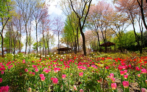 klitschko, whether or not, plant, tree, growth, flower, beauty in nature HD wallpaper