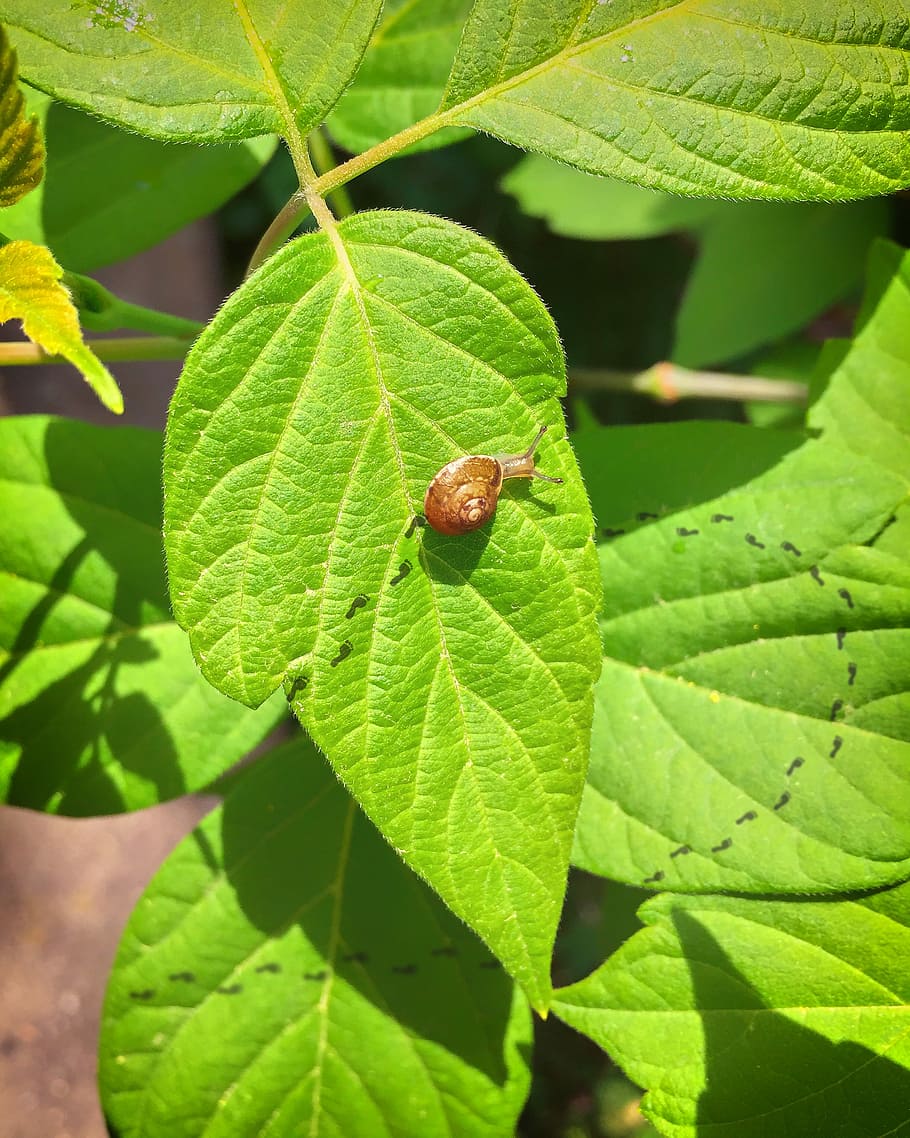 snail, leaf, footprint, funny, plant, nature, summer, plant part HD wallpaper