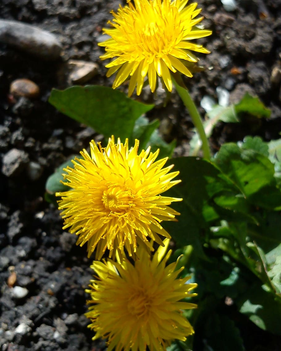 dandelion, flower, nature, spring, springtime, yellow, spring flower HD wallpaper